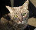 schielende Katze