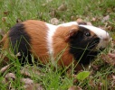 Meerschweinchen