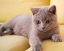 kl. Katze auf Sofa