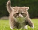 Baby-Katze