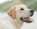 Labrador