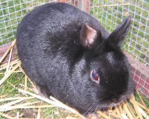 Kaninchen