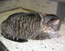 Katze