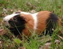 Meerschweinchen